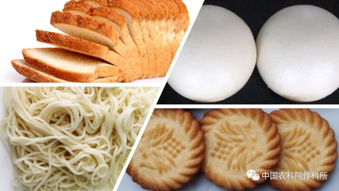 小麥種業(yè)的昨天、今天和明天