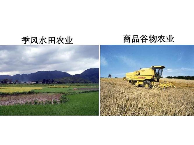 (一)季風(fēng)水田農(nóng)業(yè)》課件(新人教必修2) 季風(fēng)水田農(nóng)業(yè) 商品谷物農(nóng)業(yè)