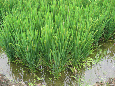 川上南方生態(tài)稻大米(10公斤)_米面_有機(jī)主食谷物_所有產(chǎn)品_和樂(lè)康_上海_有機(jī)食品_有機(jī)食品網(wǎng)_有機(jī)生活網(wǎng)_有機(jī)食品送到家_有機(jī)食品配送_有機(jī)食品禮品配送