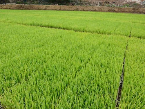 夏之火丨工廠(chǎng)化育秧 機(jī)械化插秧 龍泉驛大春播種滿(mǎn)滿(mǎn)的 科技感